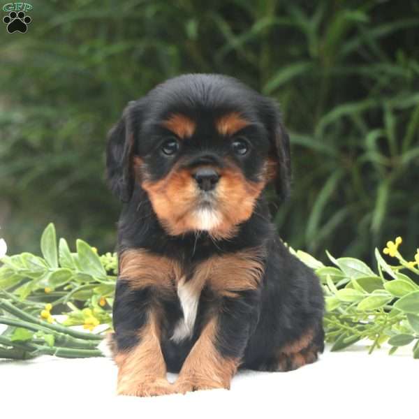 Summer, Cavalier King Charles Spaniel Puppy